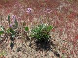 Limonium &times; erectiflorum