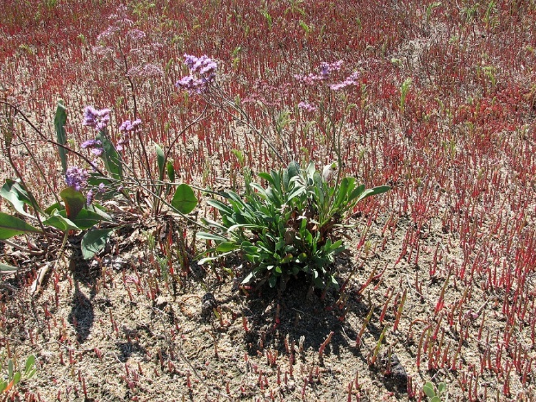 Image of Limonium &times; erectiflorum specimen.