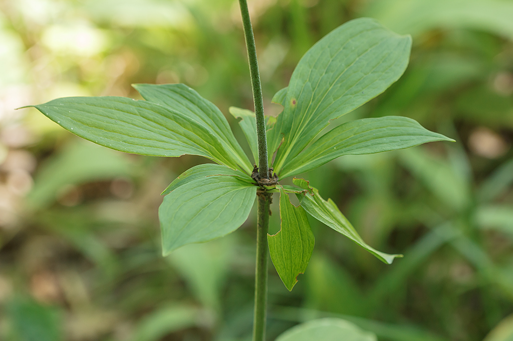 Image of Lilium caucasicum specimen.