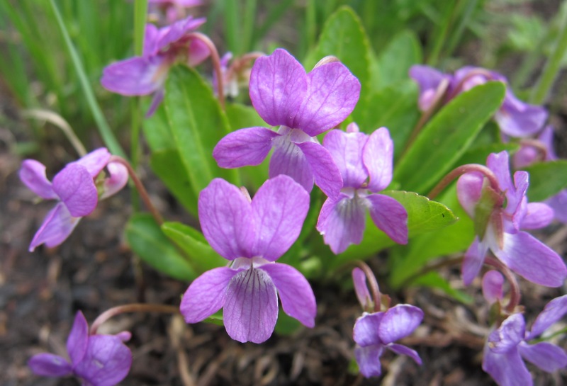 Изображение особи Viola gmeliniana.