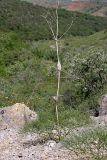 Ferula ugamica. Вегетирующее растение с прошлогодним цветоносом. Южный Казахстан, хр. Каржантау, ущ. Кызылбулак. 27.05.2013.