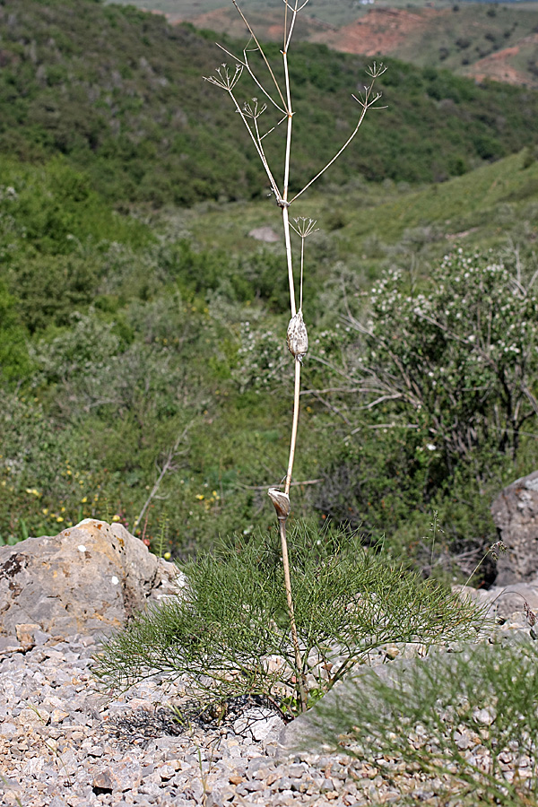 Изображение особи Ferula ugamica.