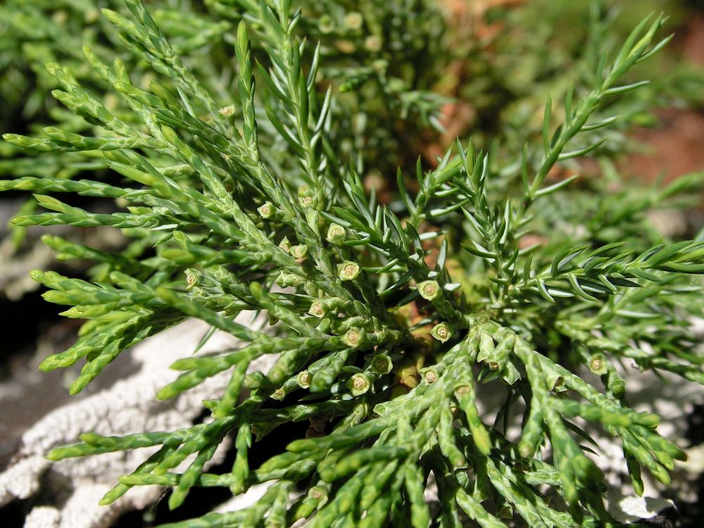 Изображение особи Juniperus davurica.