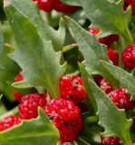 Blitum virgatum. Соплодия и листья. Германия, г. Дюссельдорф, Ботанический сад университета. 14.08.2013.