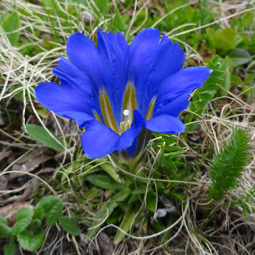 Изображение особи Gentiana grandiflora.