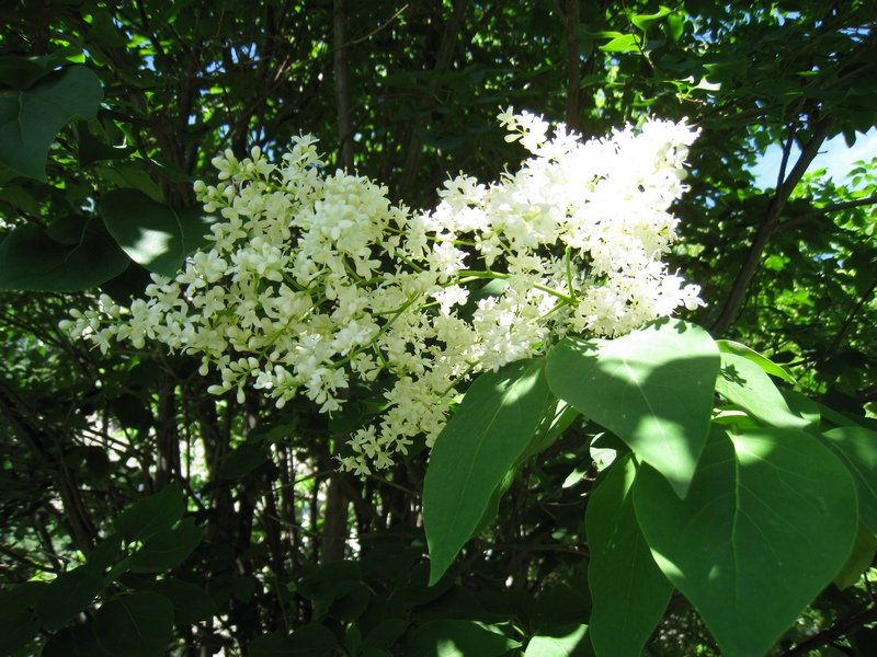 Изображение особи Syringa amurensis.