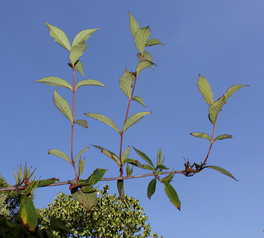 Изображение особи Weigela praecox.