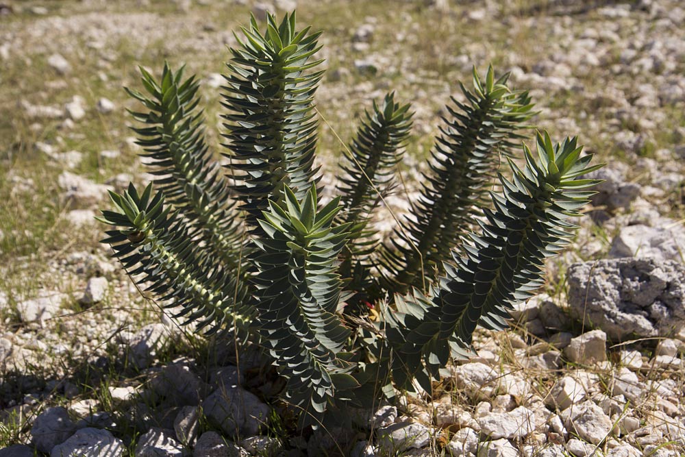 Изображение особи Euphorbia rigida.