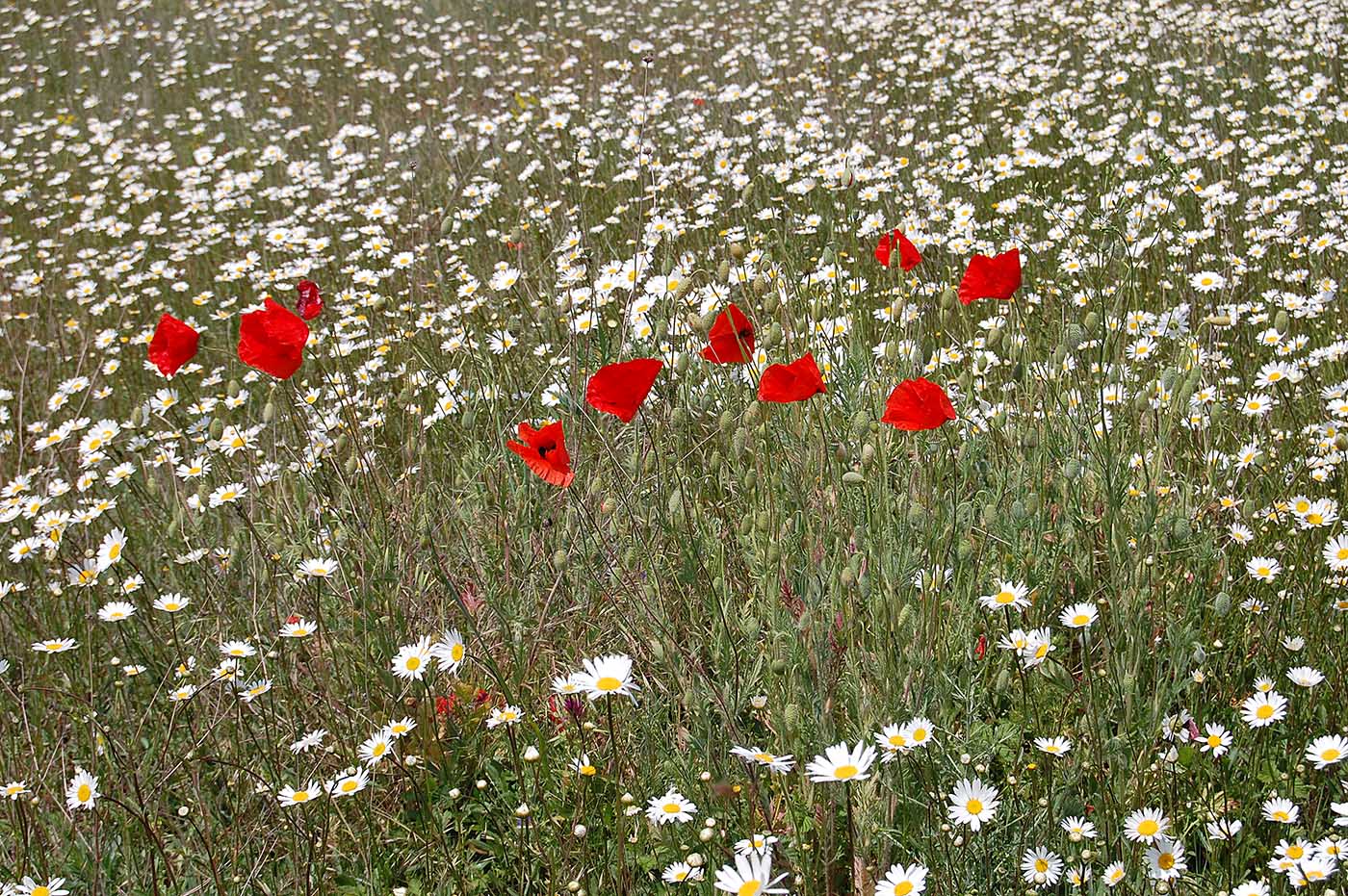 Изображение особи Papaver rhoeas.