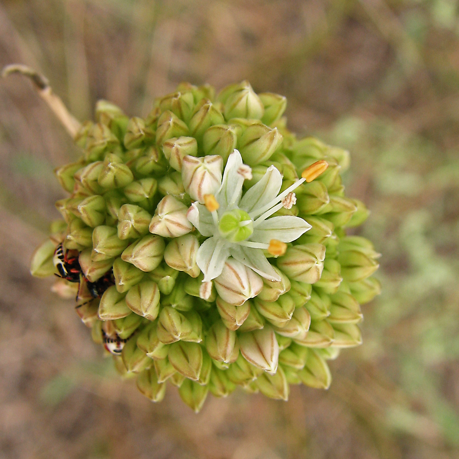 Image of Allium savranicum specimen.