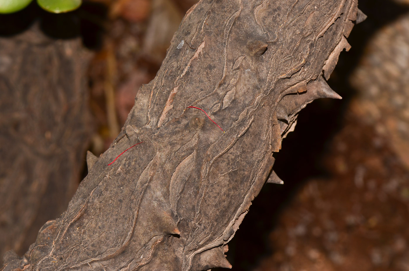 Image of Kalanchoe beharensis specimen.