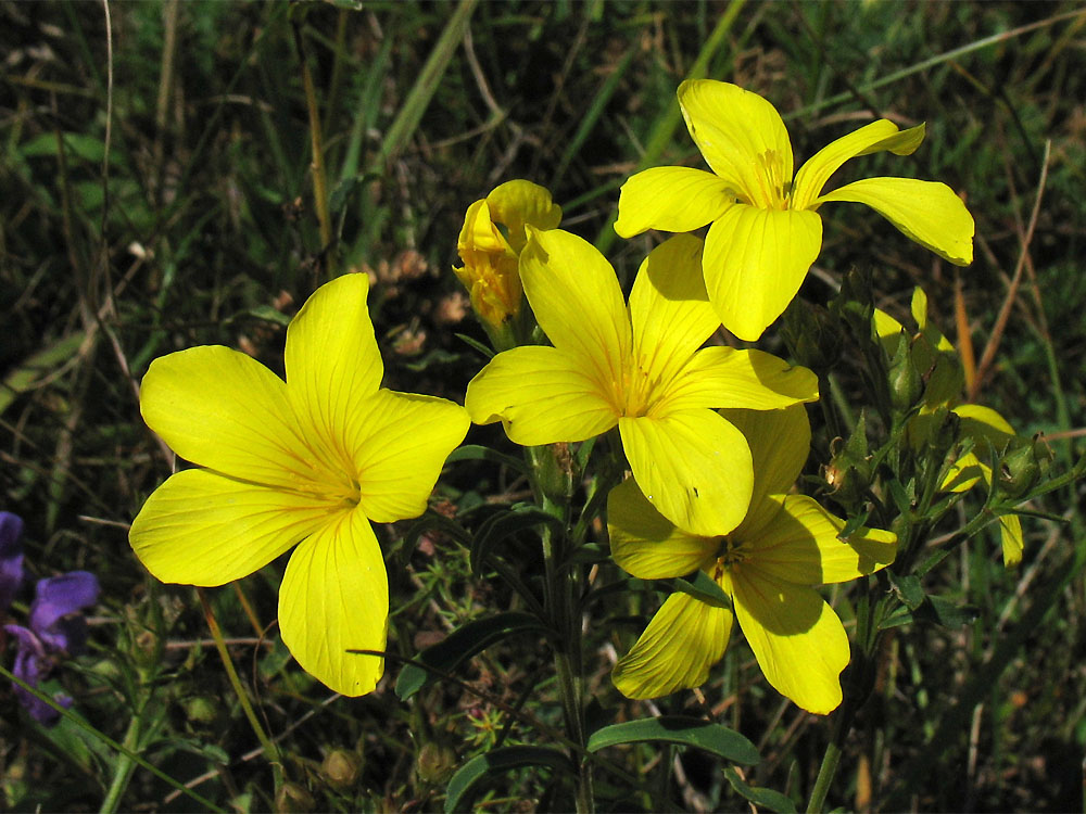 Изображение особи Linum flavum.