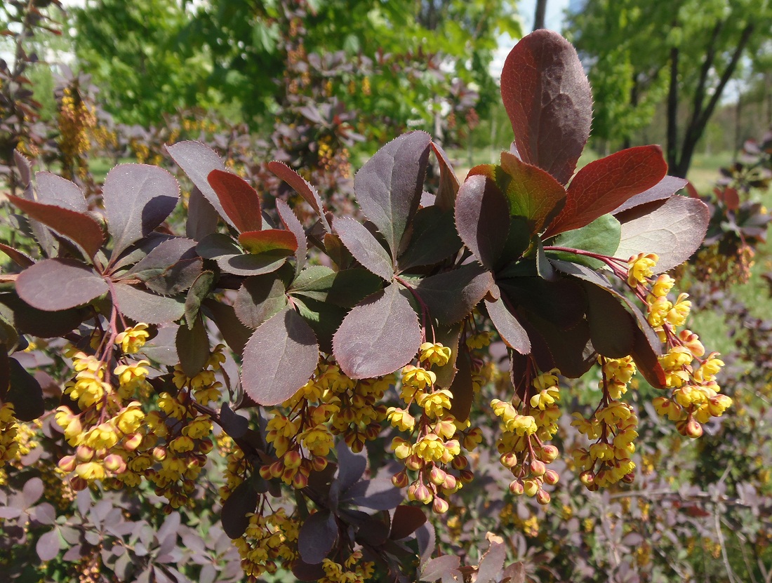 Изображение особи Berberis vulgaris.