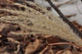 Miscanthus sacchariflorus