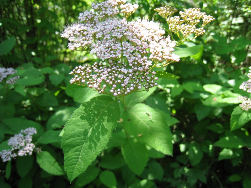 Изображение особи Spiraea japonica.