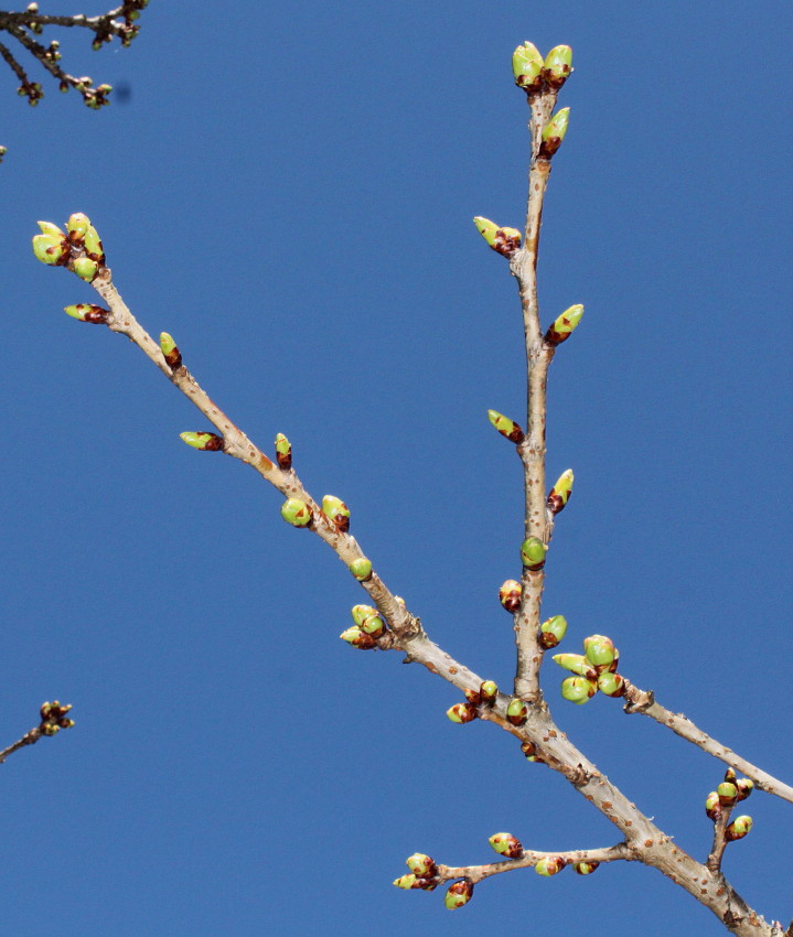 Image of Prunus serrulata specimen.