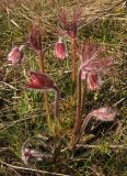 Pulsatilla bohemica. Цветущее растение. Украина, г. Запорожье, о-в Хортица. 05.04.2014.