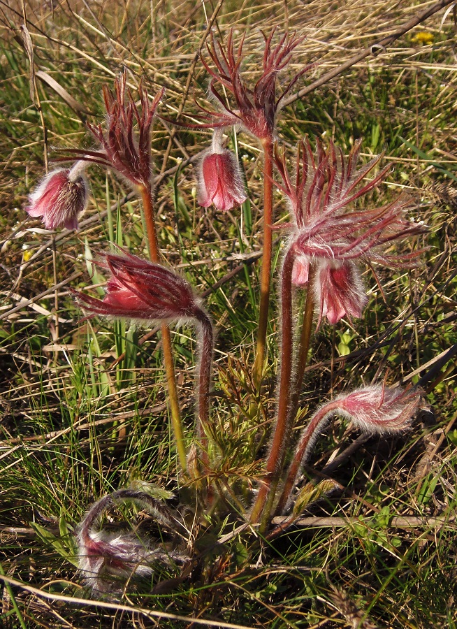 Изображение особи Pulsatilla bohemica.