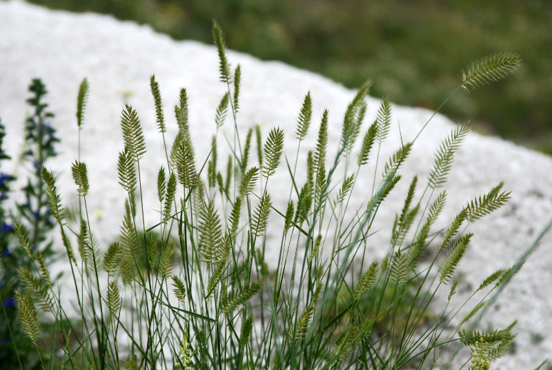 Изображение особи Agropyron pectinatum.