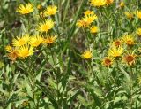 Inula salicina