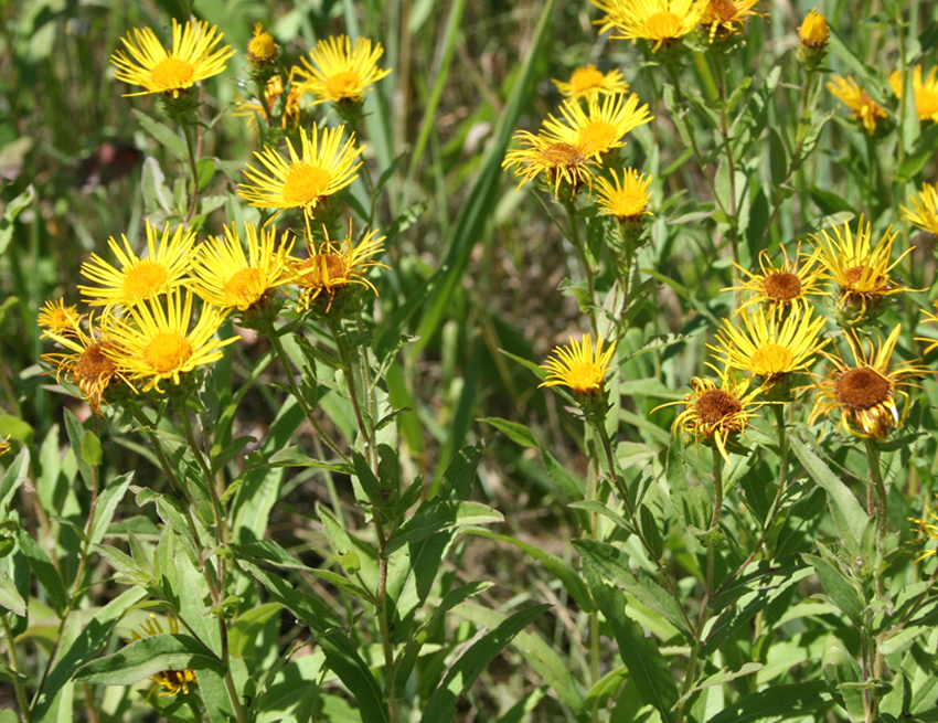 Изображение особи Inula salicina.