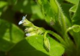 Myosotis sparsiflora. Соцветие. Украина, Луганская обл., г. Кировск, окраина вязовой посадки возле небольшого обрыва к ручью. 03.05.2014.