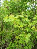 Viburnum opulus