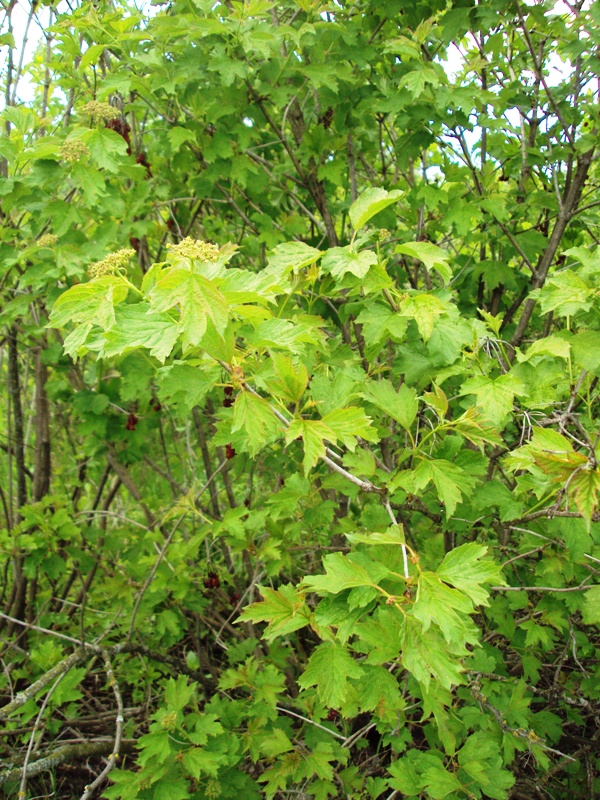 Изображение особи Viburnum opulus.