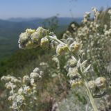 Artemisia caucasica