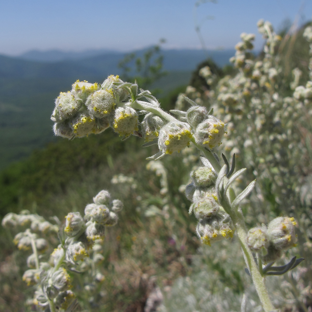 Изображение особи Artemisia caucasica.