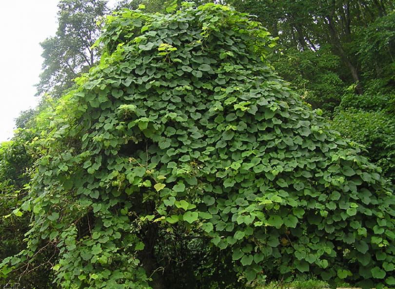 Image of Vitis amurensis specimen.