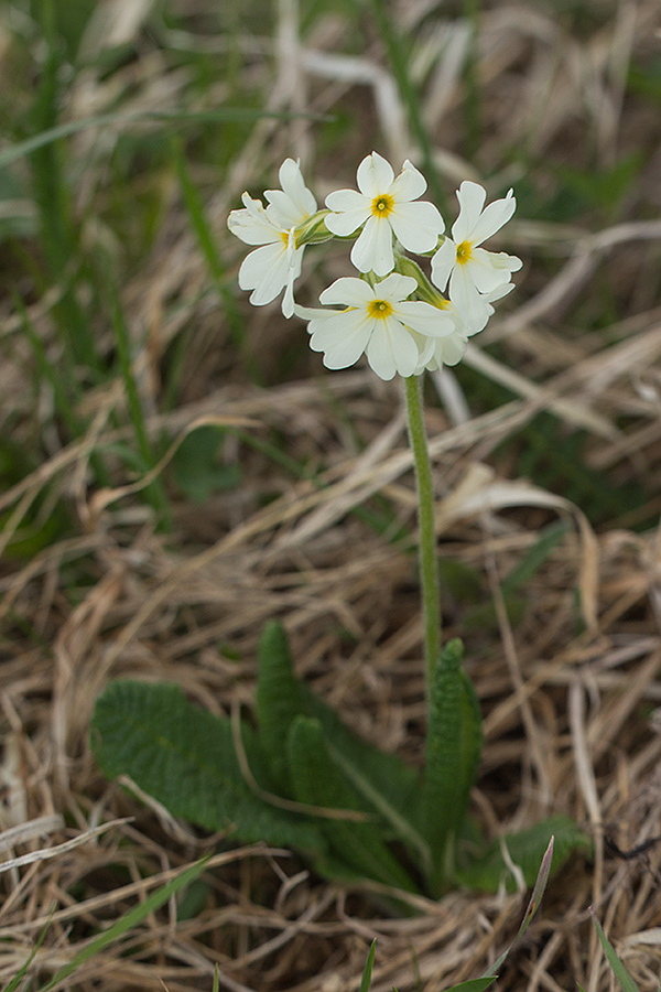 Изображение особи Primula ruprechtii.