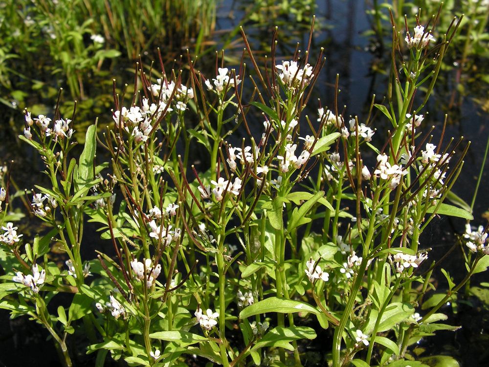 Image of Cardamine regeliana specimen.