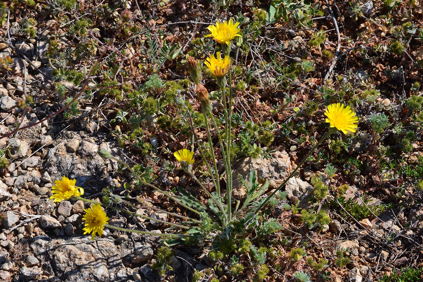 Image of Leontodon biscutellifolius specimen.