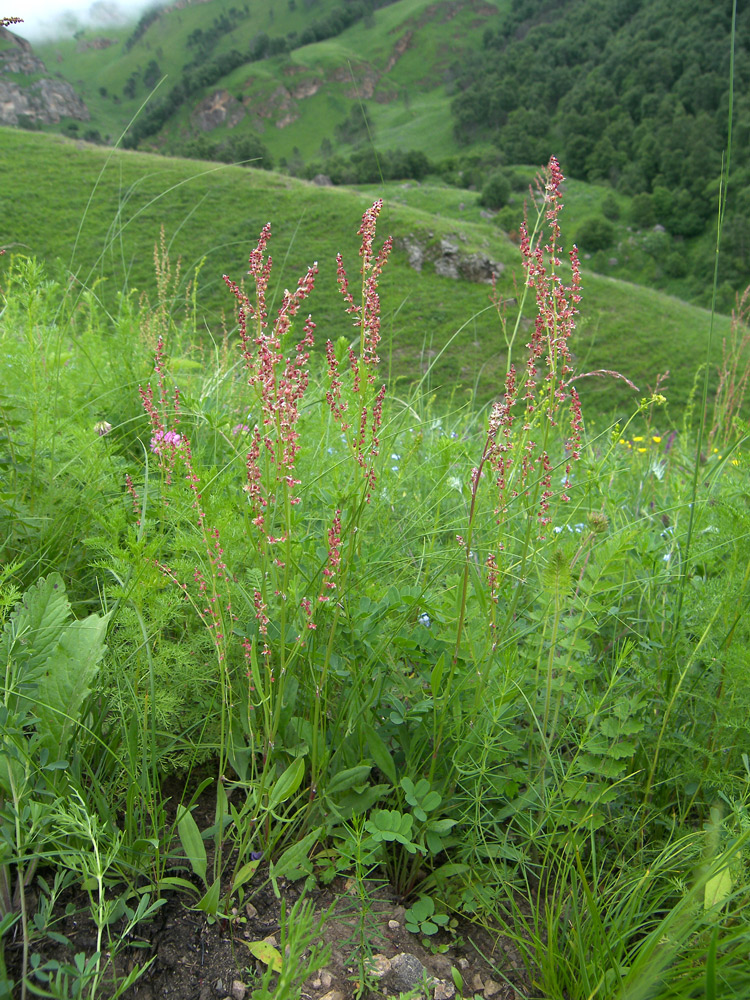 Image of Rumex acetosella specimen.