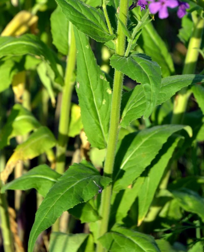 Image of Hesperis sibirica specimen.