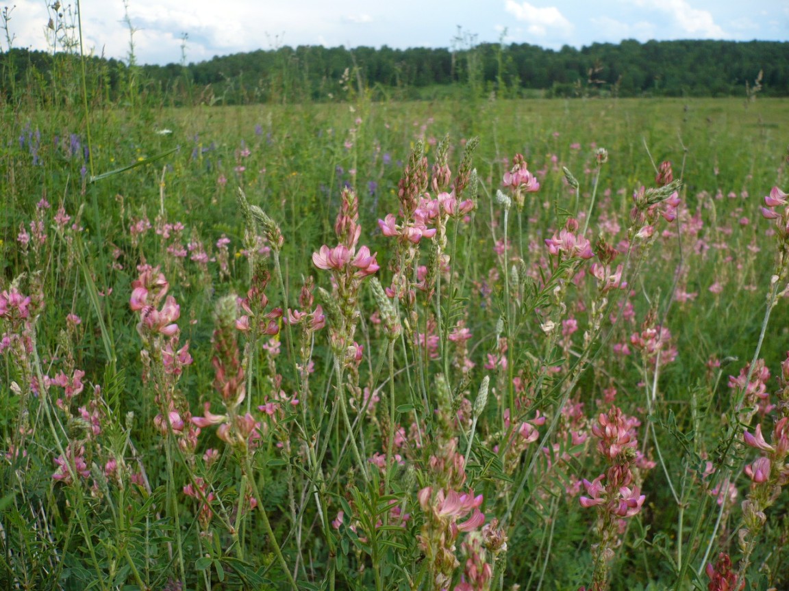 Image of Onobrychis arenaria specimen.