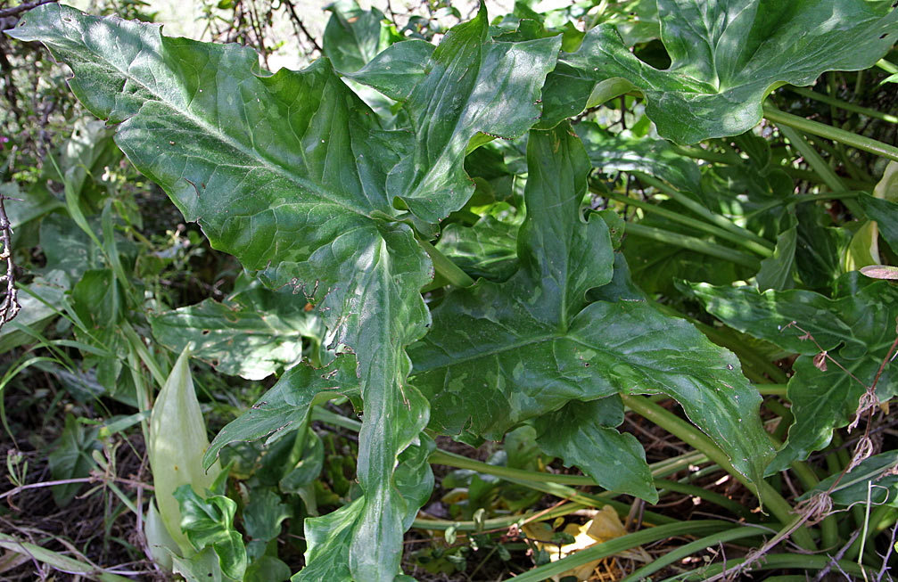 Image of Arum italicum specimen.