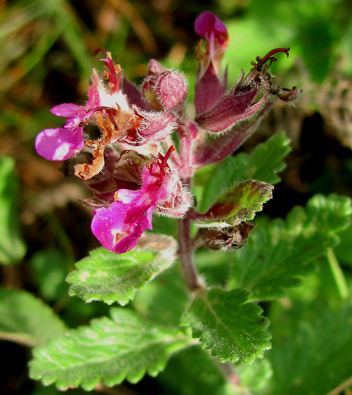 Image of Teucrium chamaedrys specimen.