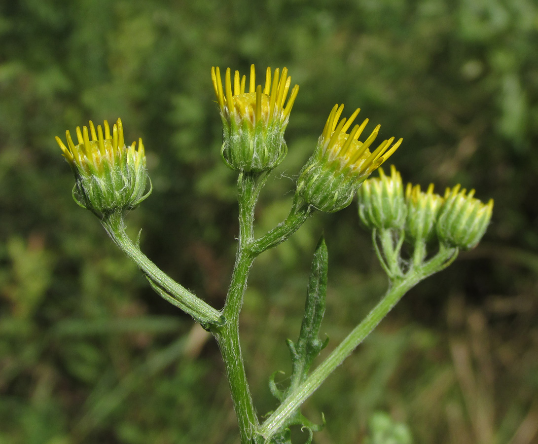 Image of Senecio grandidentatus specimen.