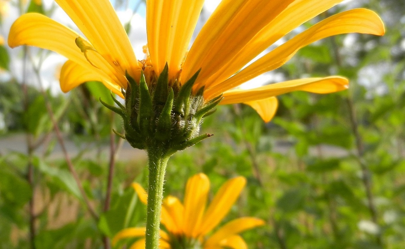 Image of Helianthus tuberosus specimen.