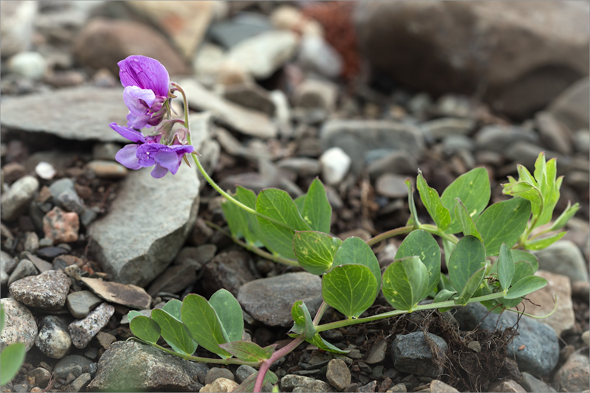 Image of Lathyrus japonicus ssp. pubescens specimen.