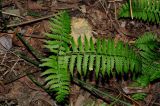 Polystichum subtripteron