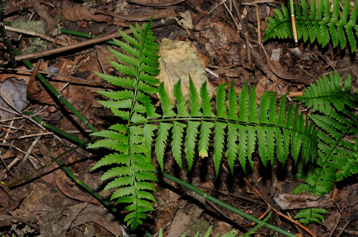 Изображение особи Polystichum subtripteron.