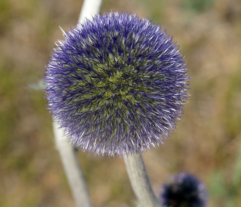 Изображение особи Echinops davuricus.