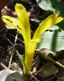 Sternbergia colchiciflora