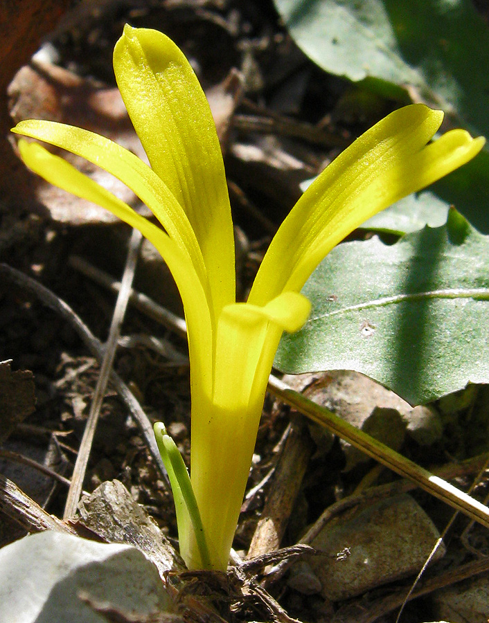 Image of Sternbergia colchiciflora specimen.