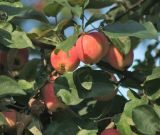 Malus domestica. Плоды и листья. Московская обл., Раменский р-н, окр. дер. Хрипань, садовый участок. 20.08.2014.