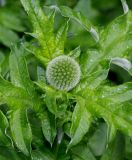 Echinops exaltatus. Верхушка побега с соцветием. Германия, г. Крефельд, Ботанический сад. 06.09.2014.