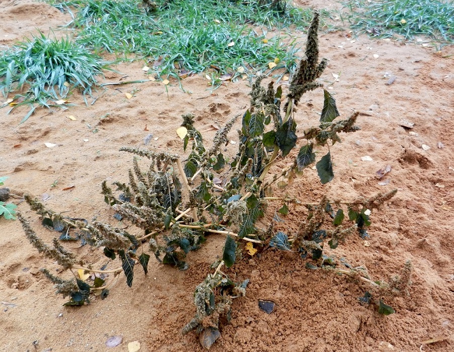 Image of Amaranthus retroflexus specimen.